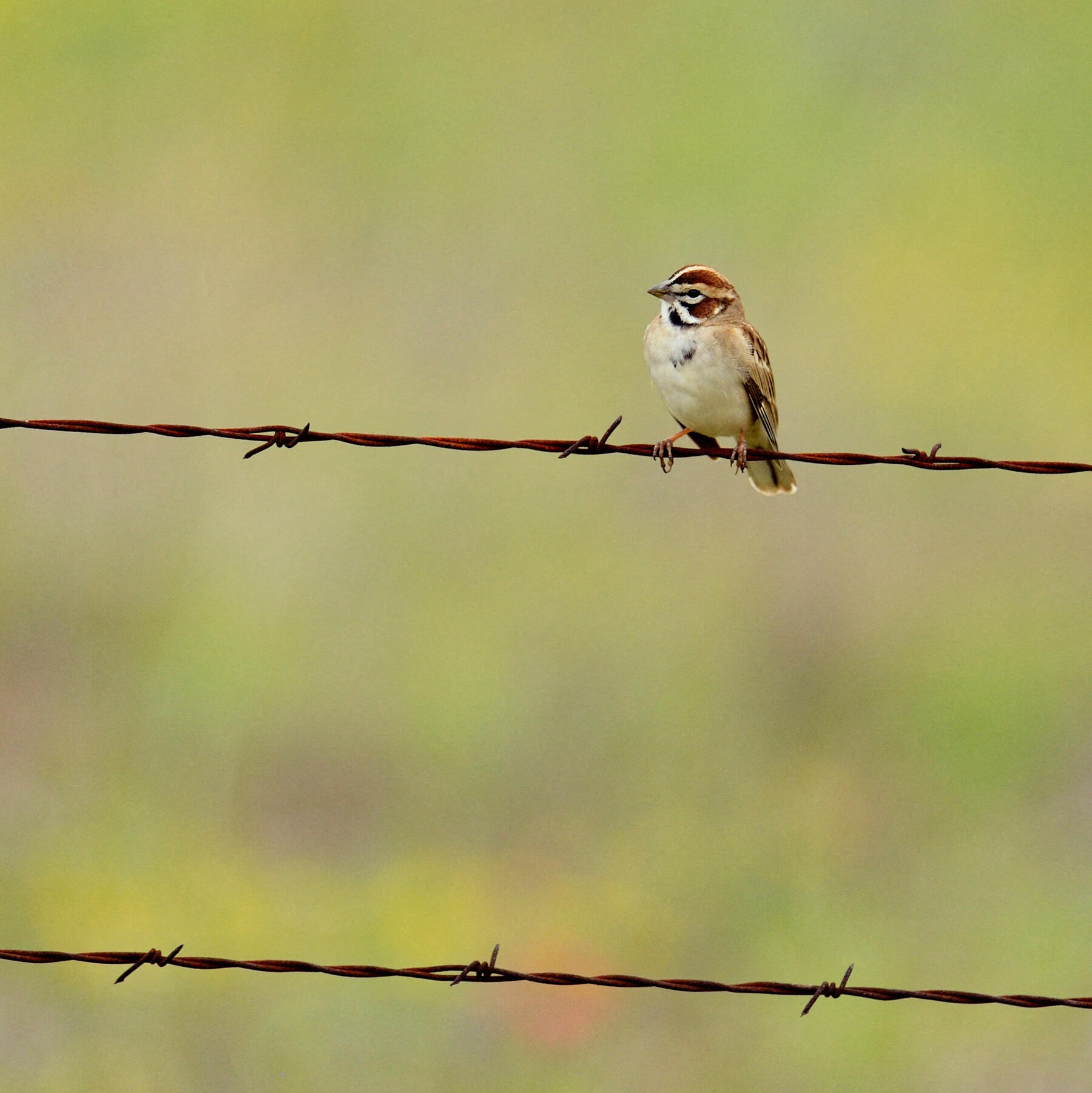 Bird Losses Are Accelerating, New Study Finds