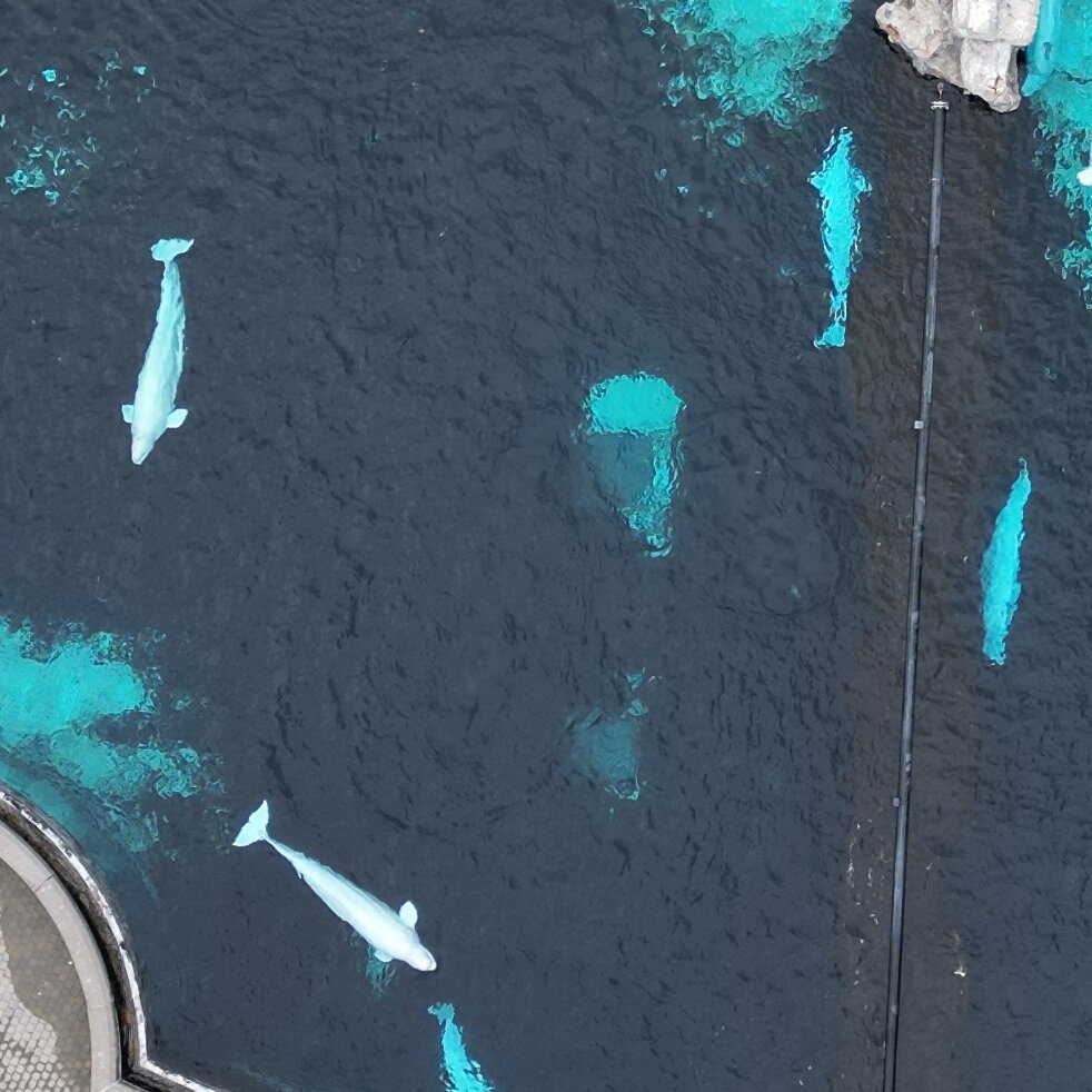 Canada’s Marineland Whales Could Find New Homes in U.S.