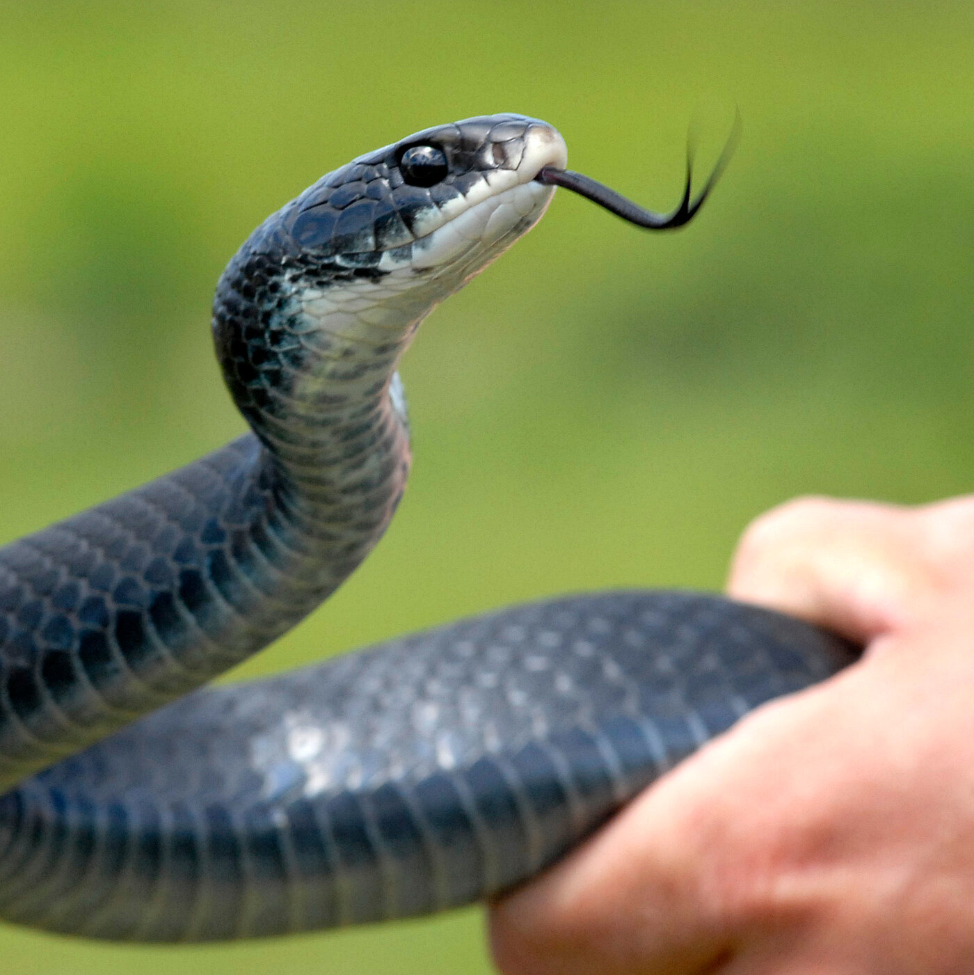 Robert F. Kennedy Jr. Keeps Picking Up Snakes. Is He Doing It Right?