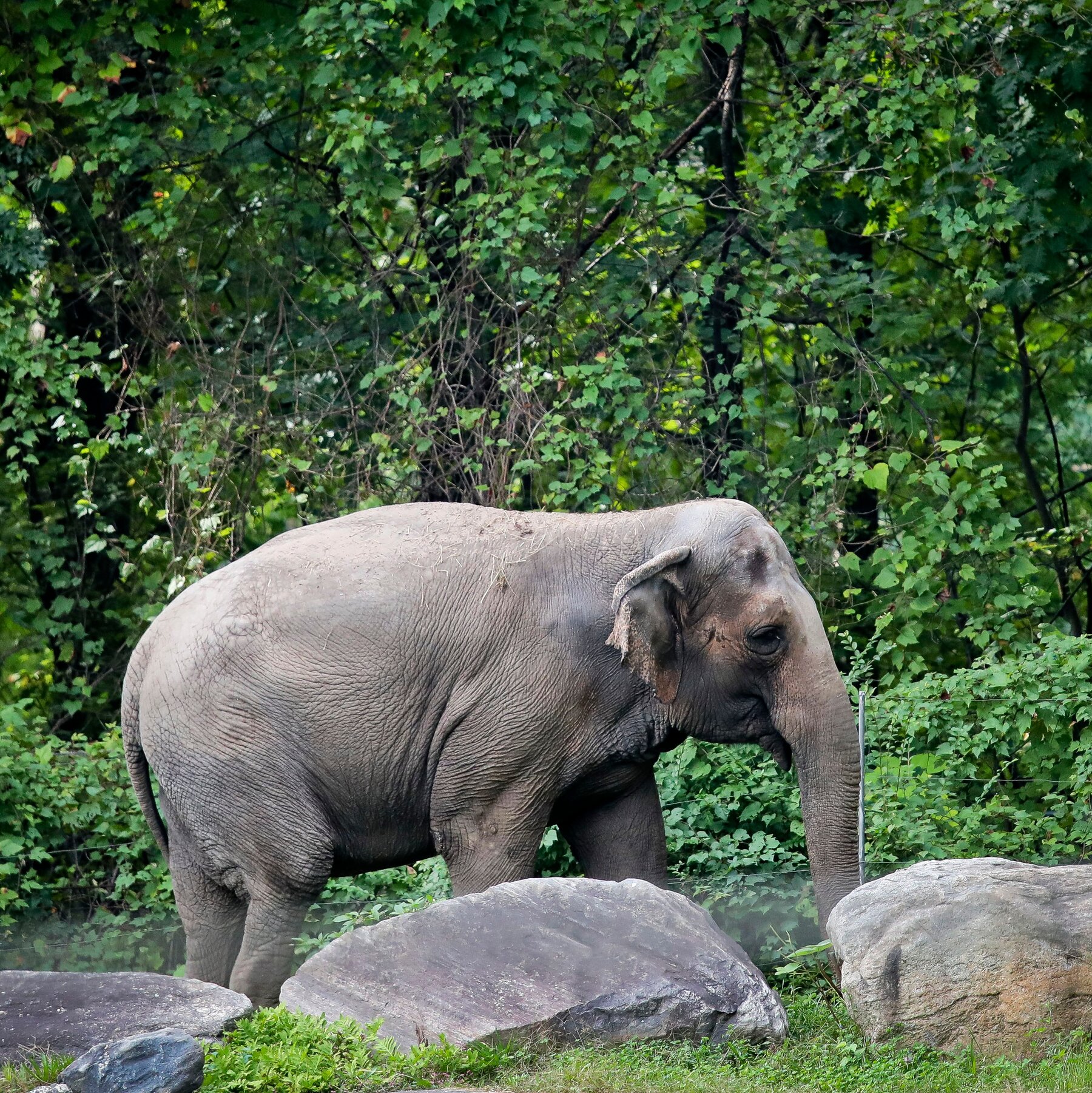 Happy, Bronx Zoo Elephant at Center of Animal Rights Case, Is Dead at 55