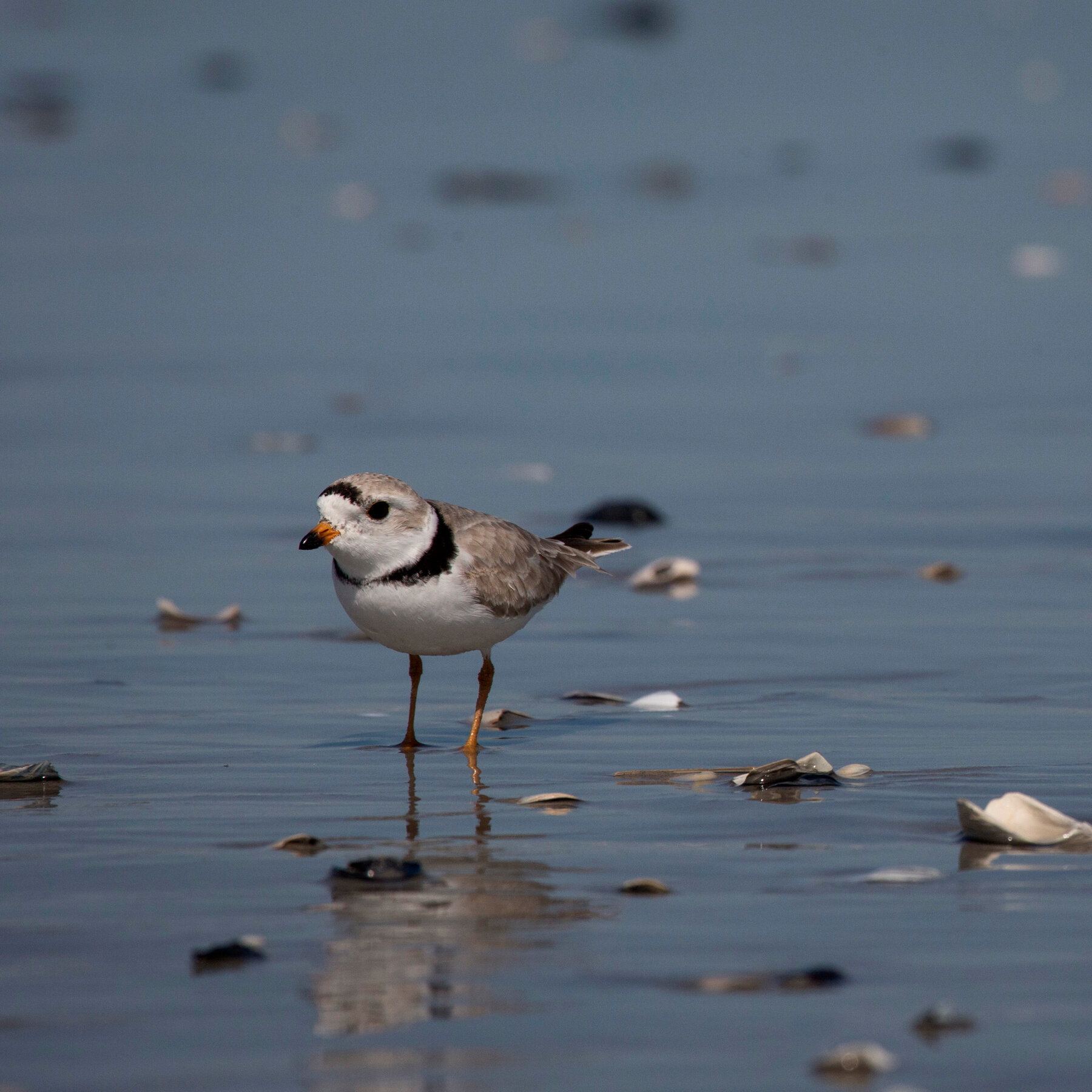 Trump Cuts Habitat Protections for Endangered Species