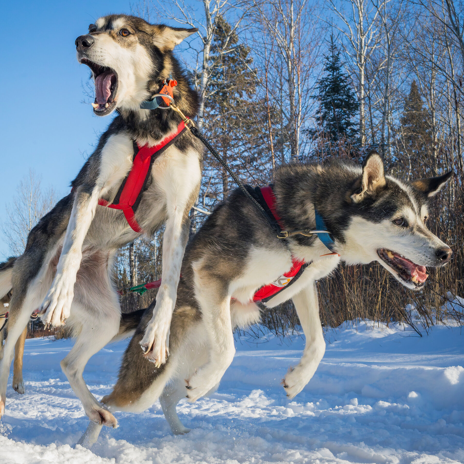 ‘Their Power Feels Like Mine’: A Dog Sled Racer Says Goodbye to Her Pack