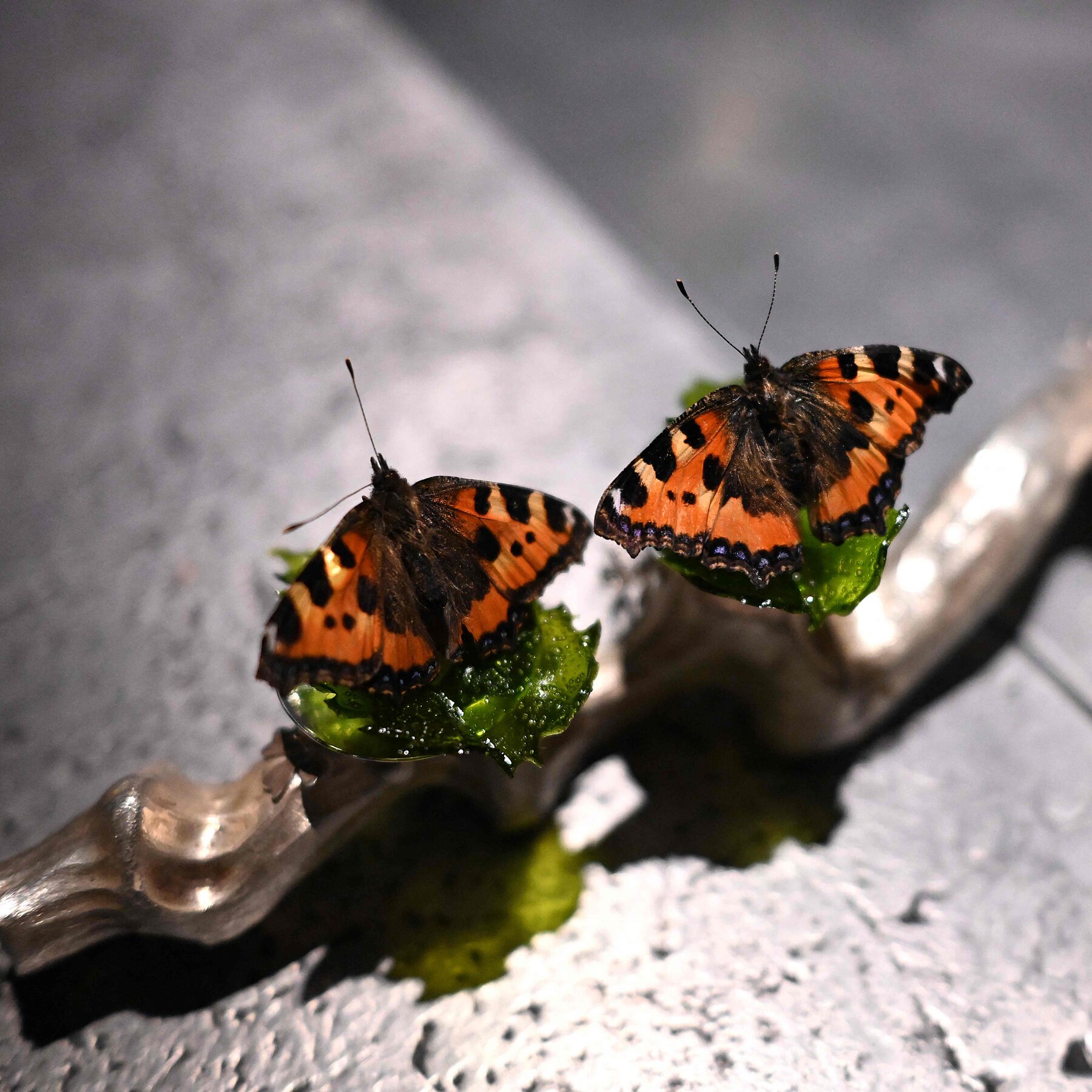 Can Food Be Art? Denmark Is Finding Out.