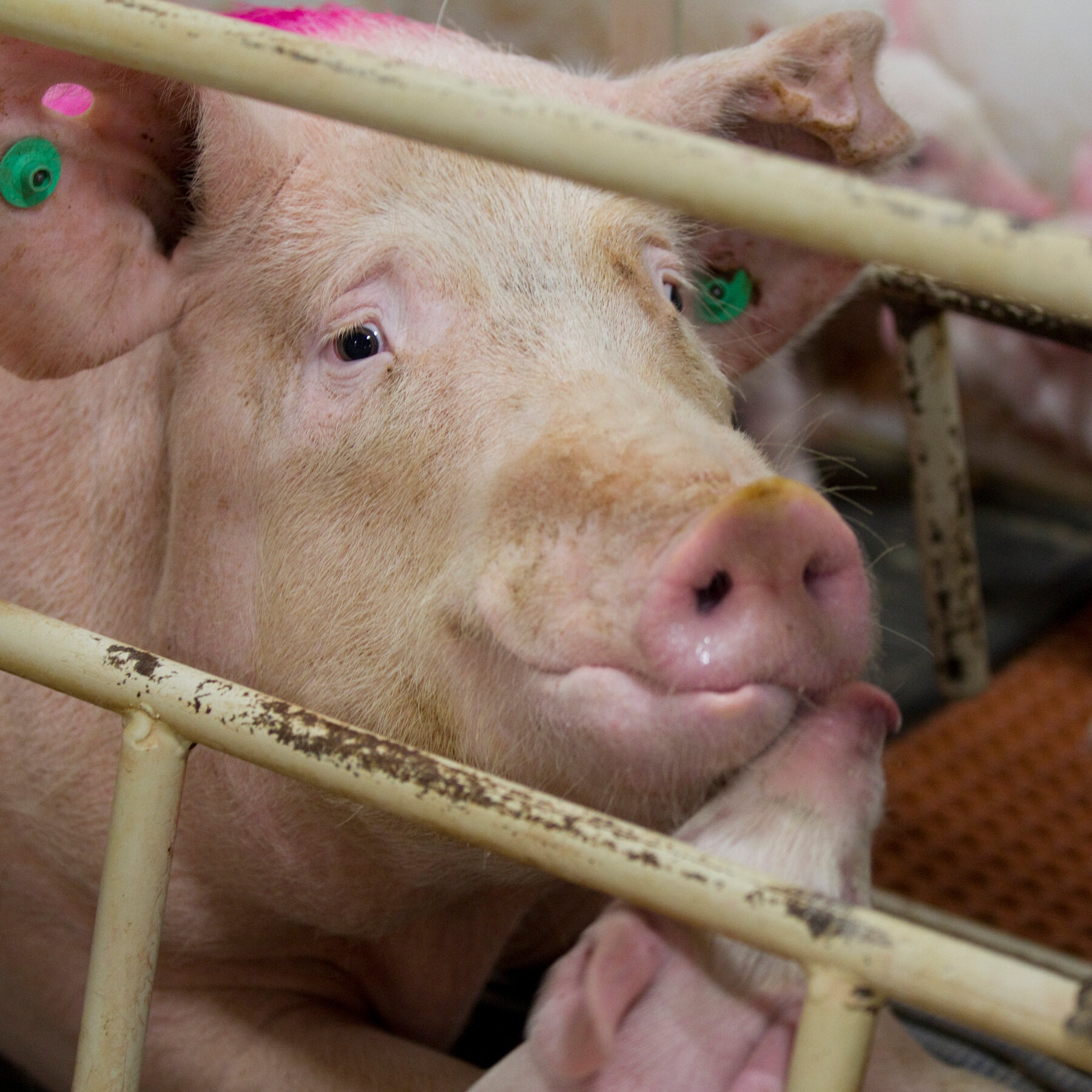 What the Meat Industry Doesn’t Want You to Know