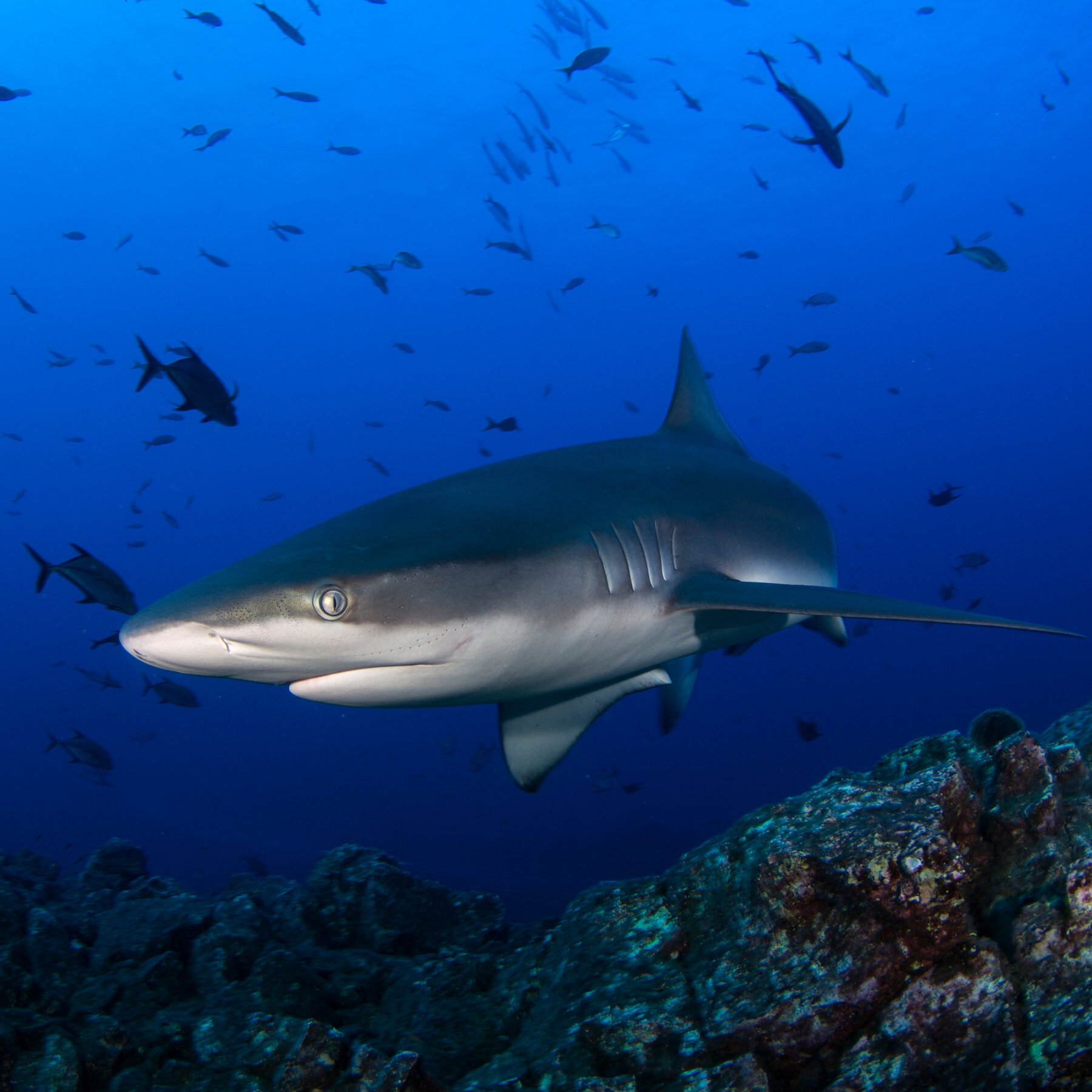 ‘She Could Have Killed Me’: Scientist Survives Shark Bite to His Head