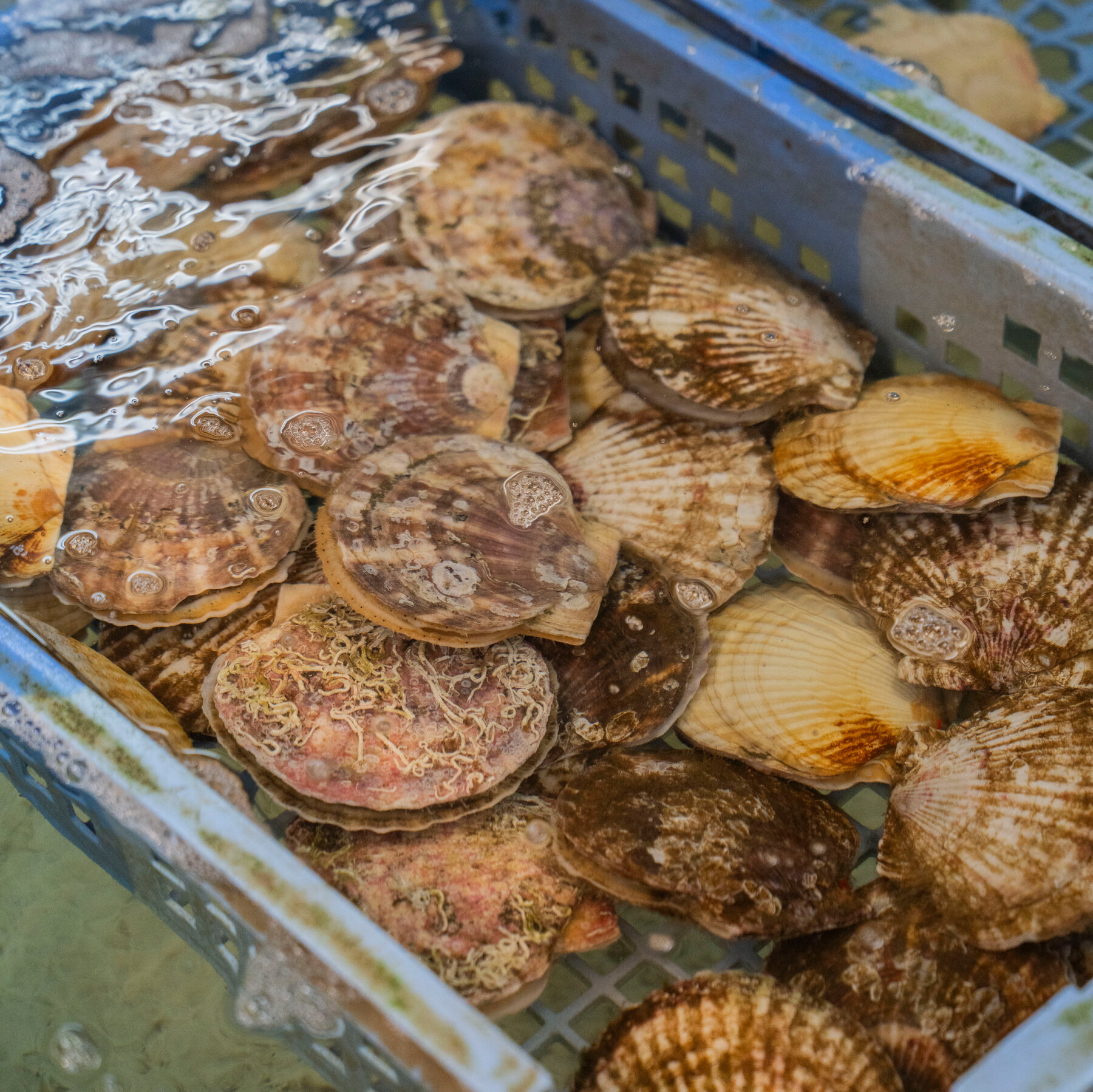 How Japanese Scallops Became a Pawn in Diplomatic Tensions With China