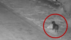 Dog trained to illegally dump rubbish, Italian authorities say