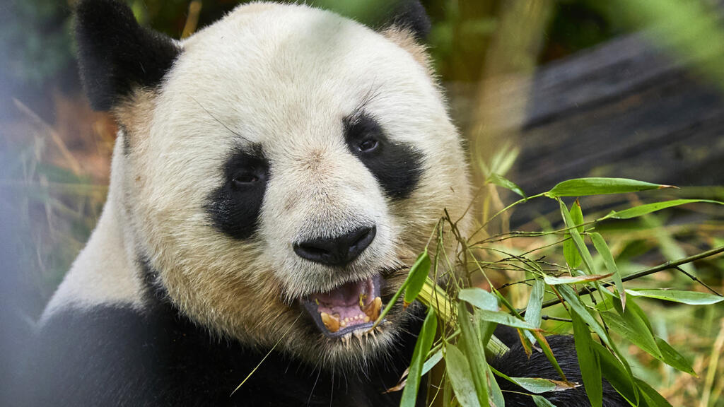 The Bright Side: Two pandas bid France adieu for early retirement in China