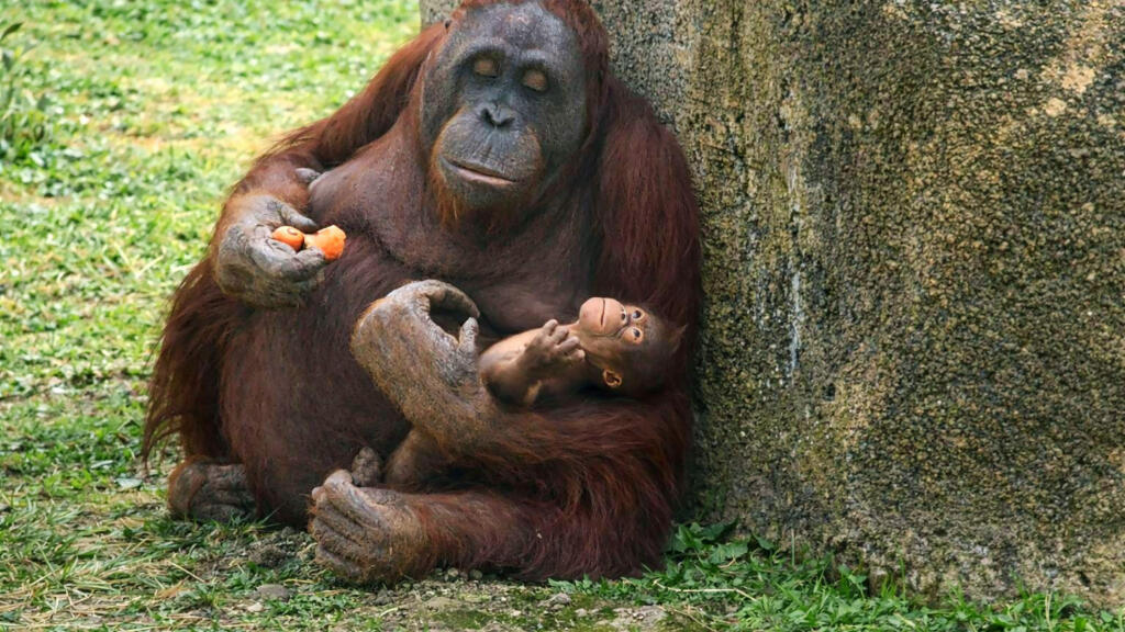 Critically endangered Borneo orangutan born at Madrid zoo