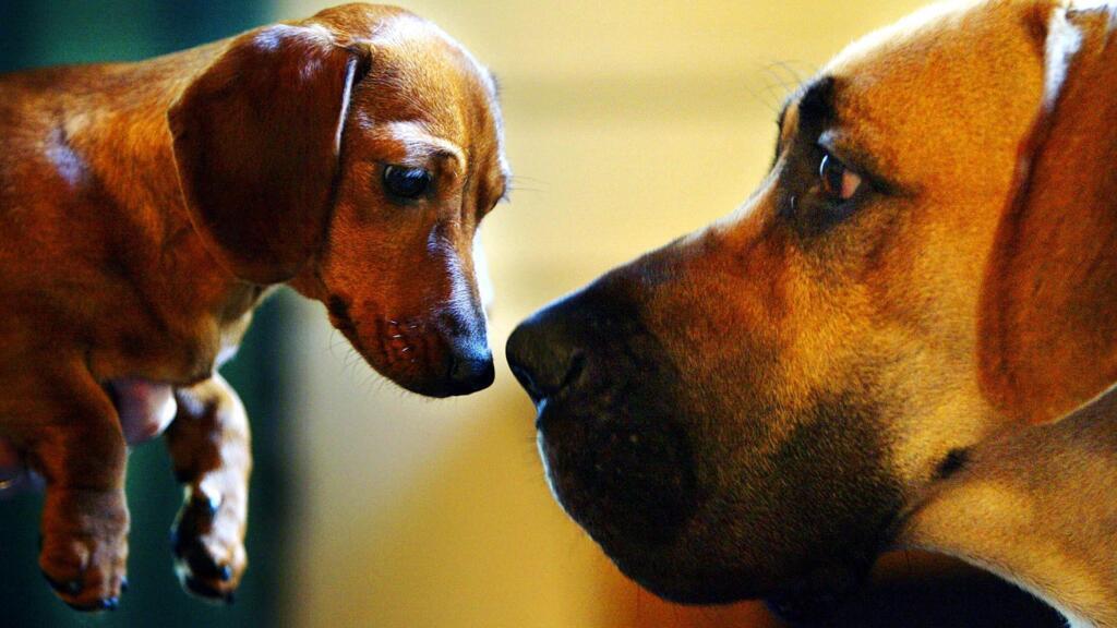 Ancient dog DNA suggests 16,000 years of human companionship