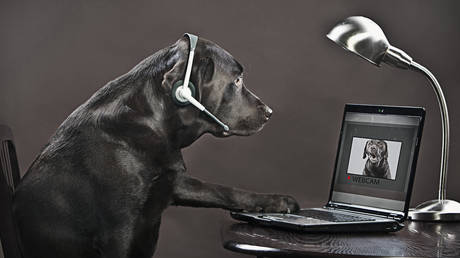 Scientists working on ‘animal internet’