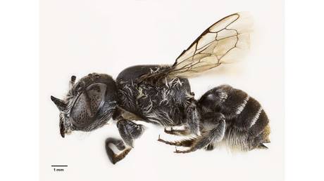 ‘Lucifer’ bee with devil-like horns discovered in Australia 
