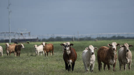 Flesh-eating parasite forces Canada to ban Texas livestock