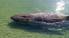 Rescuers abandon hope for whale stranded off German island