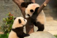 Panda-stic! Twin cubs attract hundreds of visitors on debut