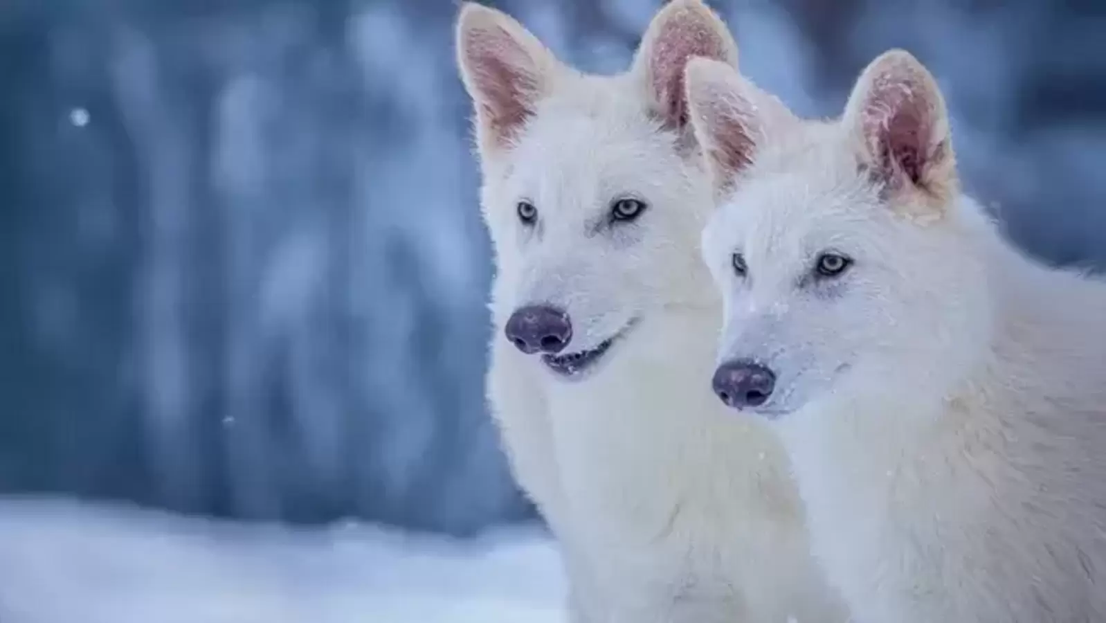 Meet the dire wolf puppies: Remus, Romulus, and Khaleesi—How a Texas lab brought an extinct species back to life