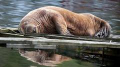 Magnus the wandering walrus swaps Scotland for Norway