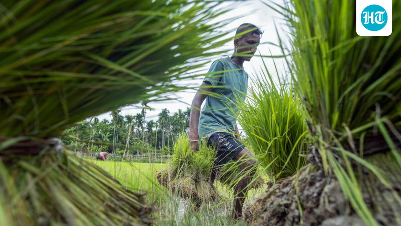 Farmers confront the vagaries of a patchy monsoon
