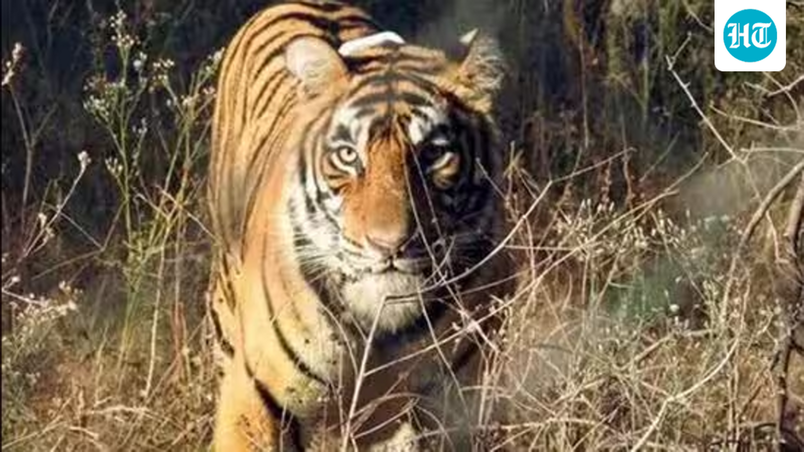 Tiger carcass found in Madhya Pradesh’s Sagar, authorities order inquiry