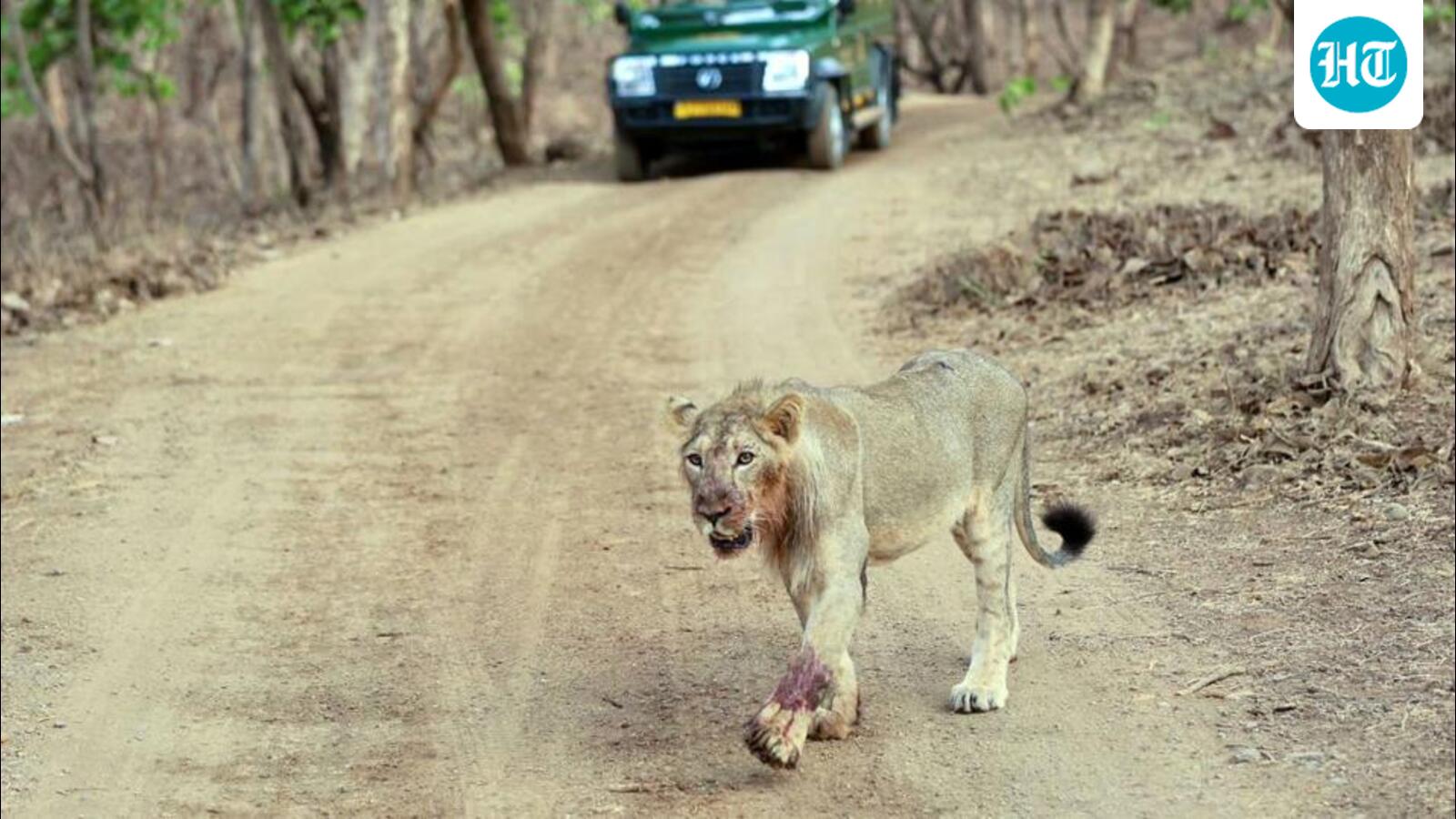 Heat, encroachment, illegal shows fuel lion-human conflict in Gujarat