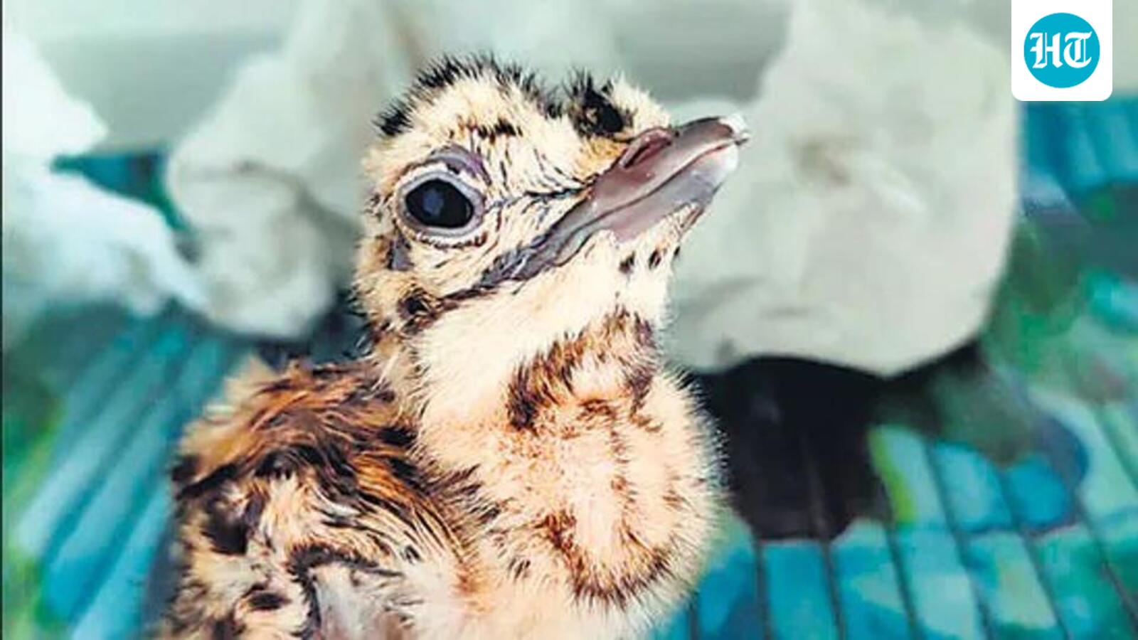 Great Indian Bustard chick goes missing in Kutch: Forest officials