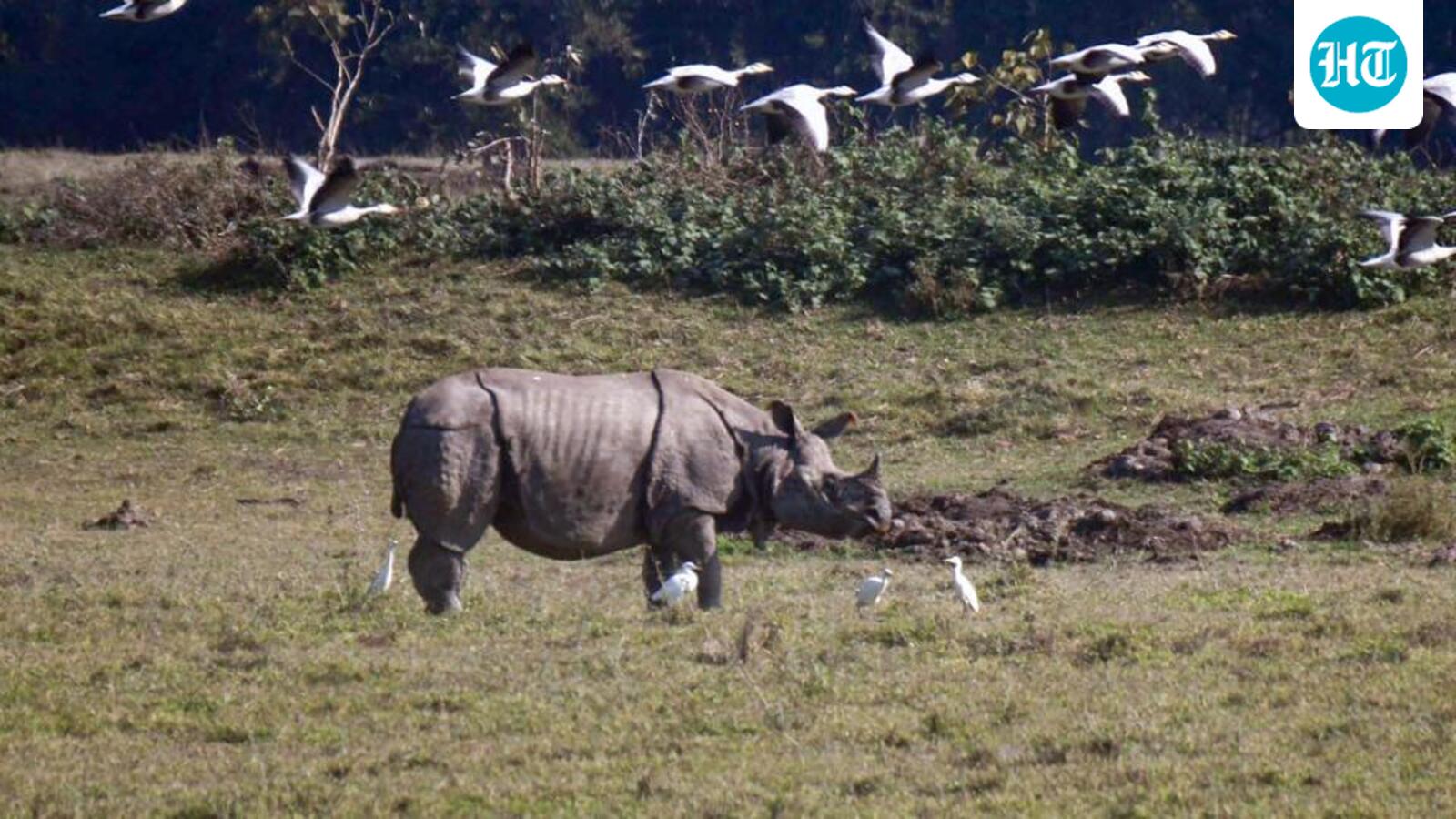 Not a single rhino in Assam poached in 2025, says Himanta Biswa Sarma