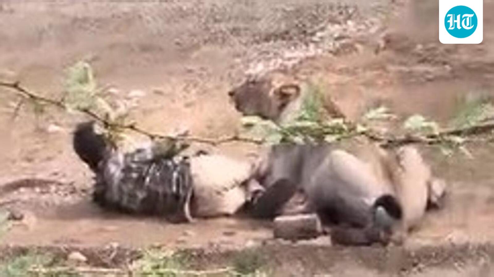 On camera: Lioness pins down man in Gujarat village. How he escaped