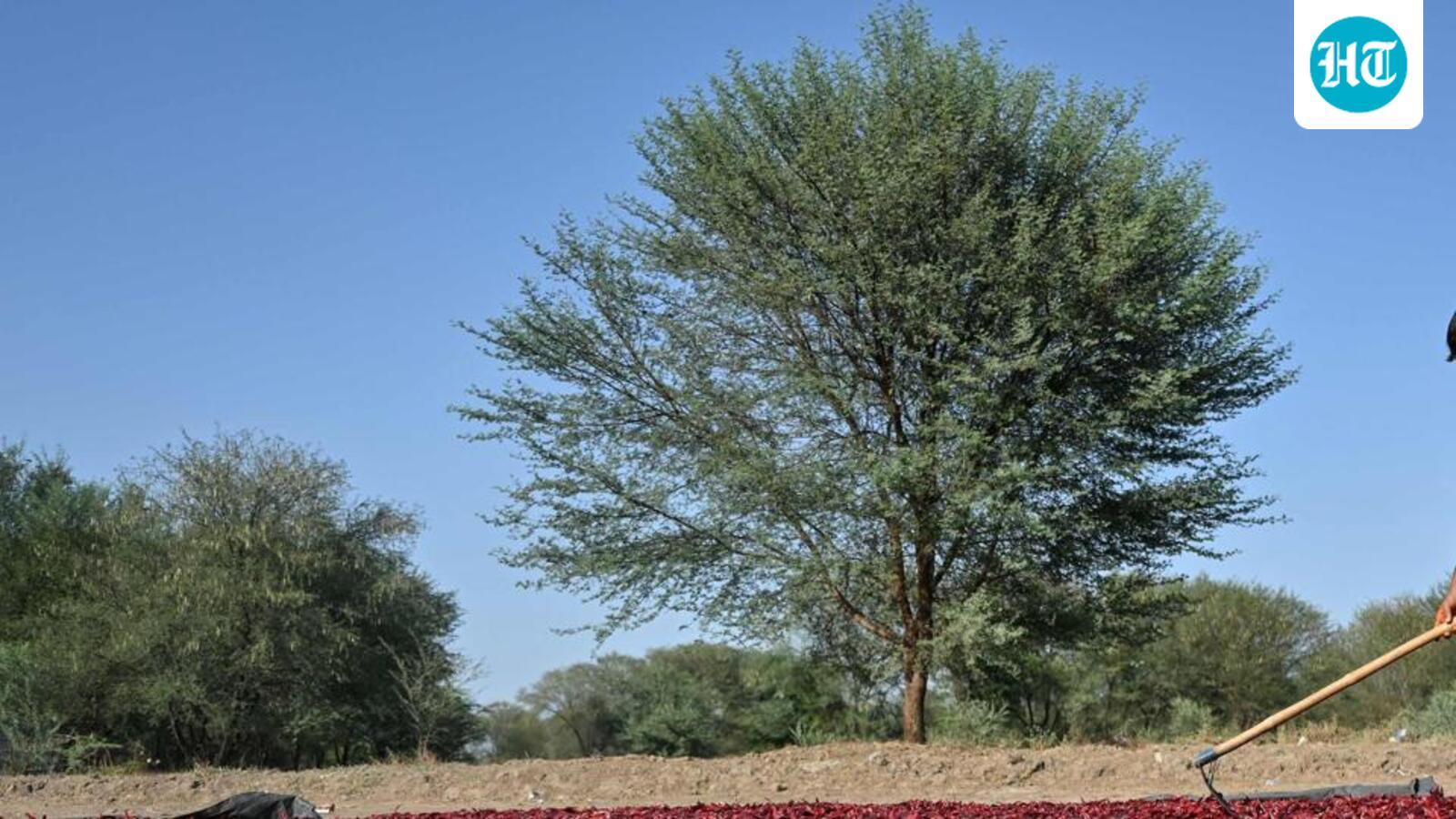 Odisha: CAG draft report finds irregularities in SC/ST land sale