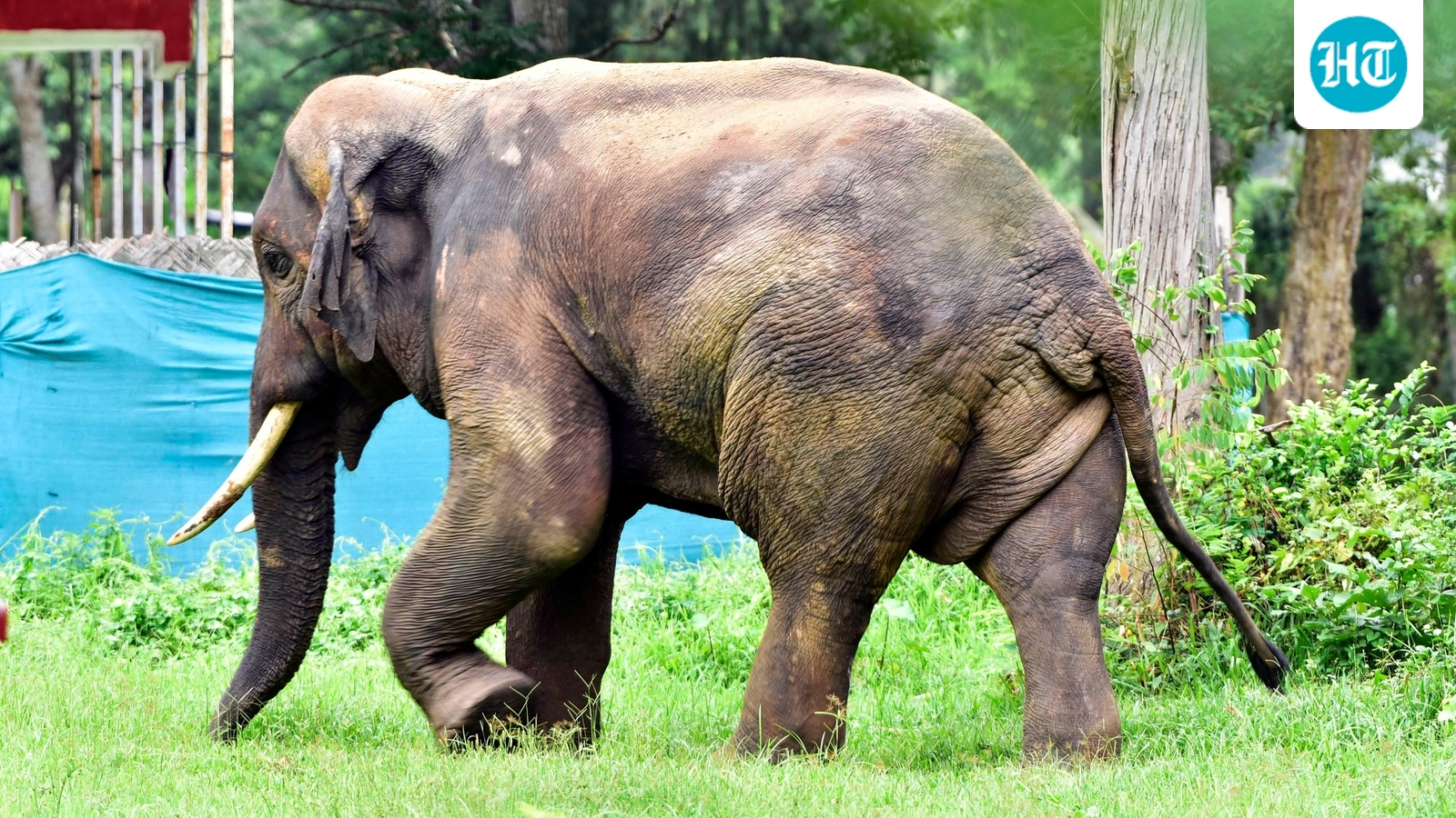 Elephant attacks claim two more lives in Chhattisgarh, panic grips villages