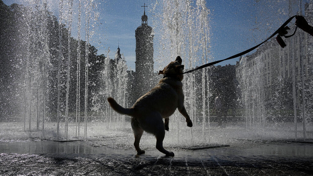 La Vie en Paws: Inside France's love affair with pets