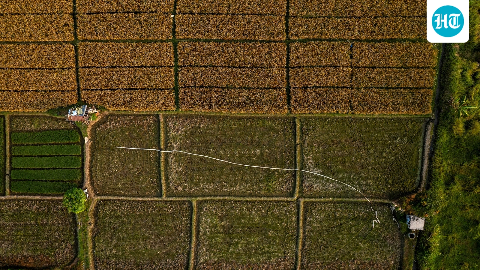 El Niño emerges in Pacific, raising heat and crop risks