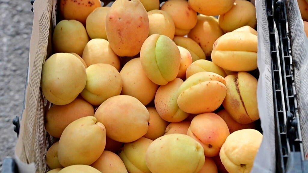 🇦🇲🇷🇺Armenia - Russia: Armenian apricots caught in a geopolitical battle