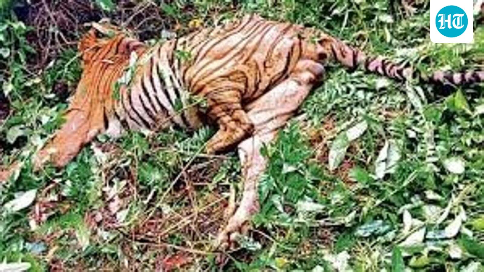 Tiger found dead in Goa’s forest with teeth, nails missing; poaching suspected