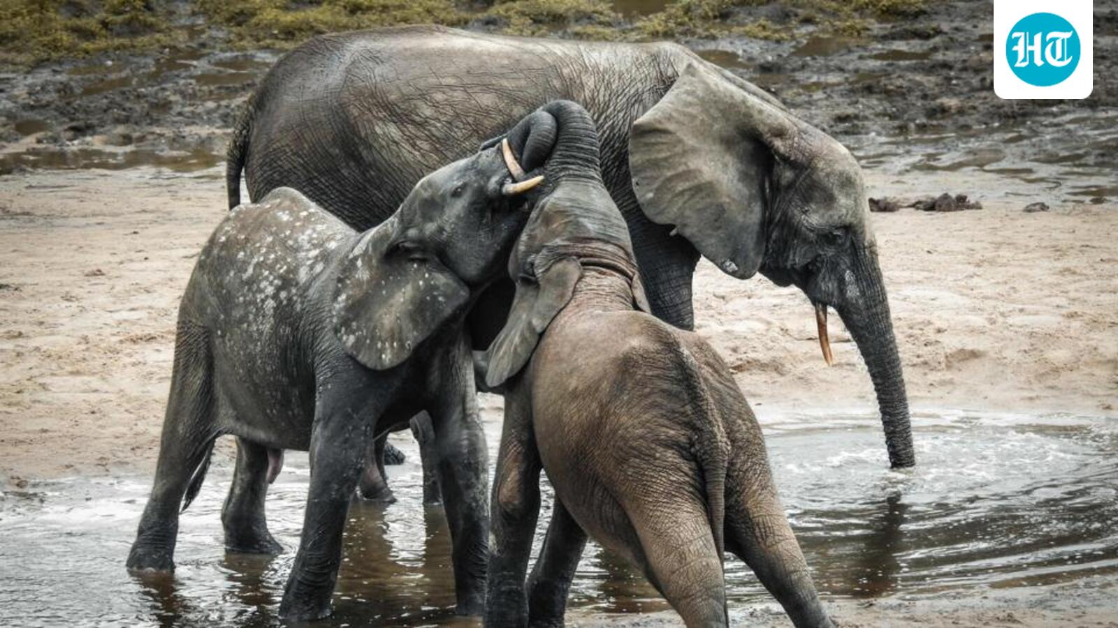 3 elephant calves die within 17 days in Chhattisgarh’s Dharamjaigarh
