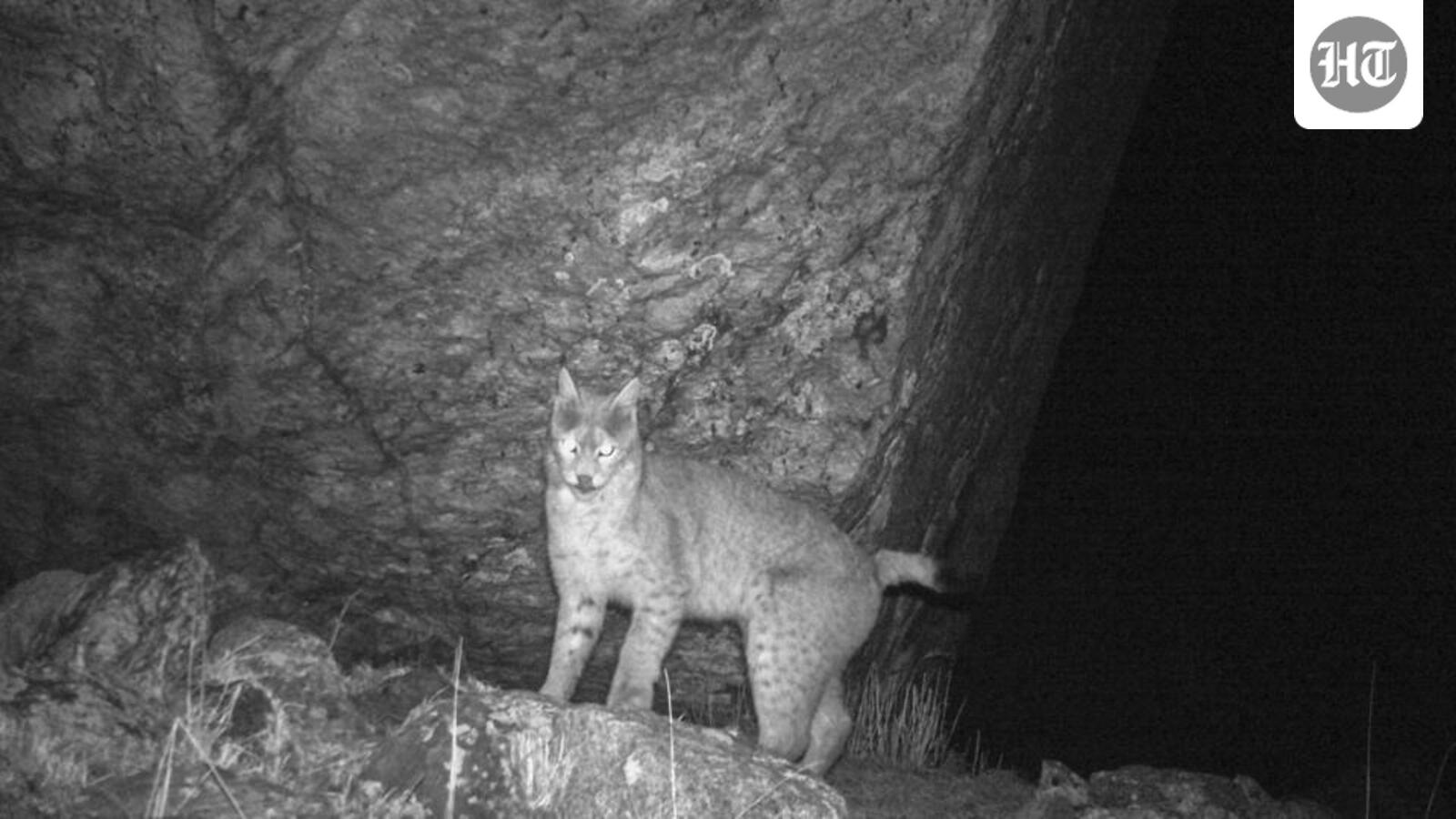 Sikkim: Eurasian Lynx captured on cam for 1st time; 2nd record in eastern Himalayas