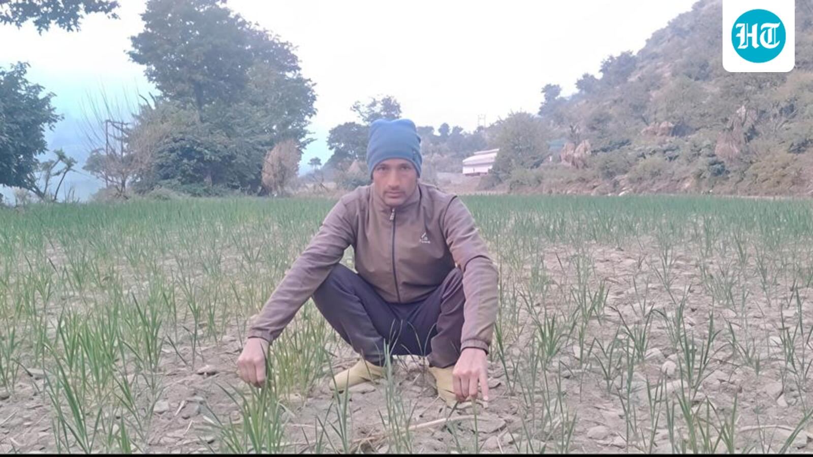 Lack of winter rain, snow threatens agriculture, apple cultivation in Uttarakhand