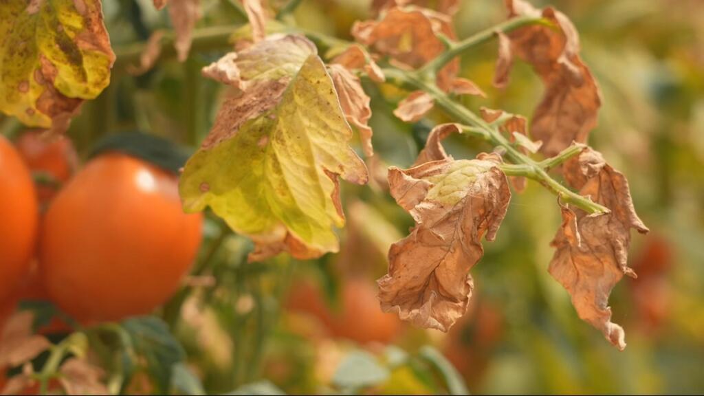 French heatwave threatens food inflation as agriculture sector suffers