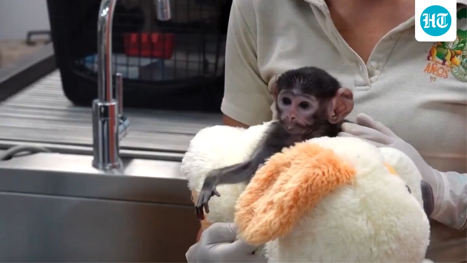 ‘Punch’ moment? Baby monkey Yuji goes viral after clinging to plush toy at Mexico zoo