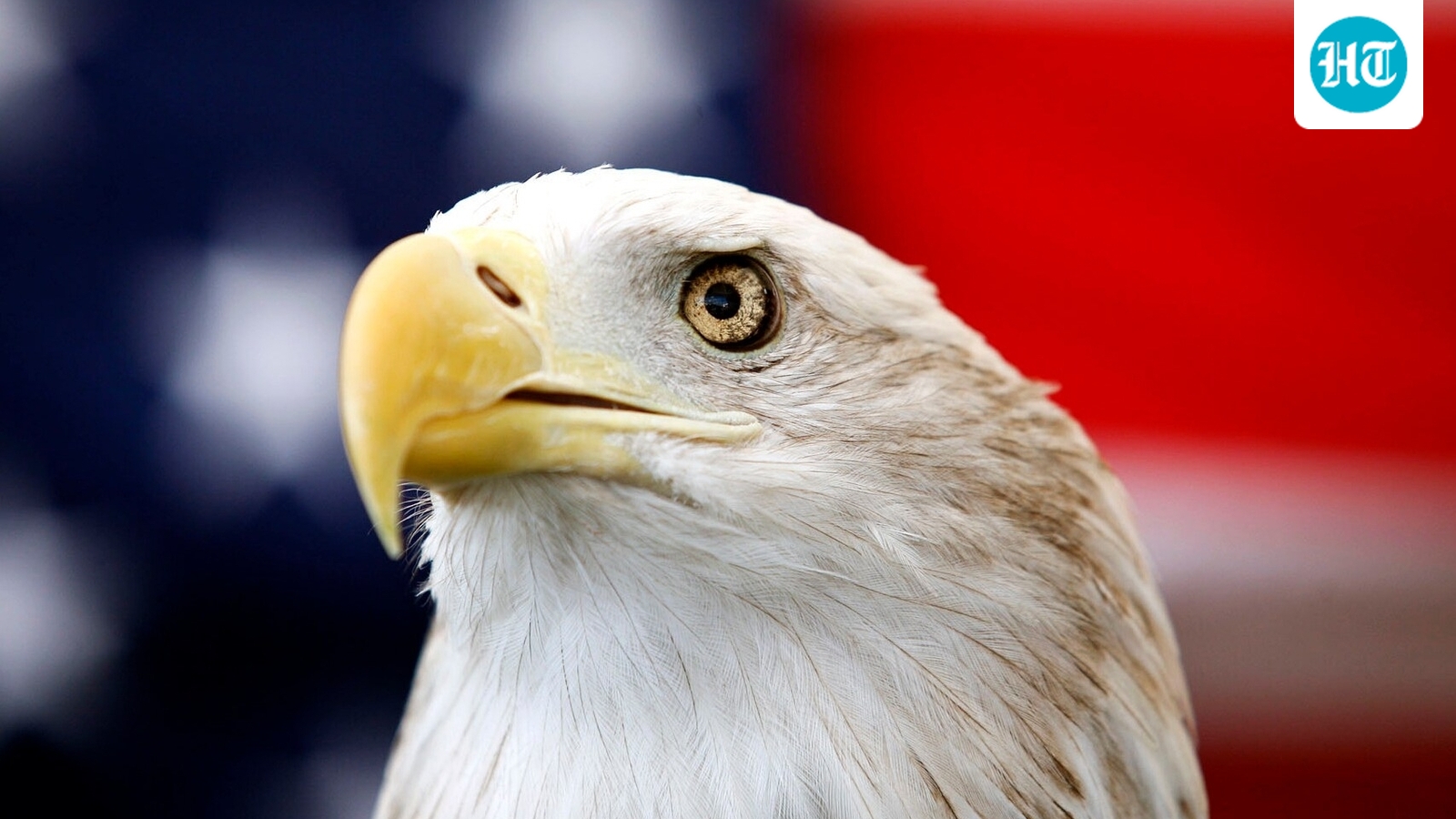 Special edition bald Eagle stamps commemorate America's 250th birthday and conservation efforts