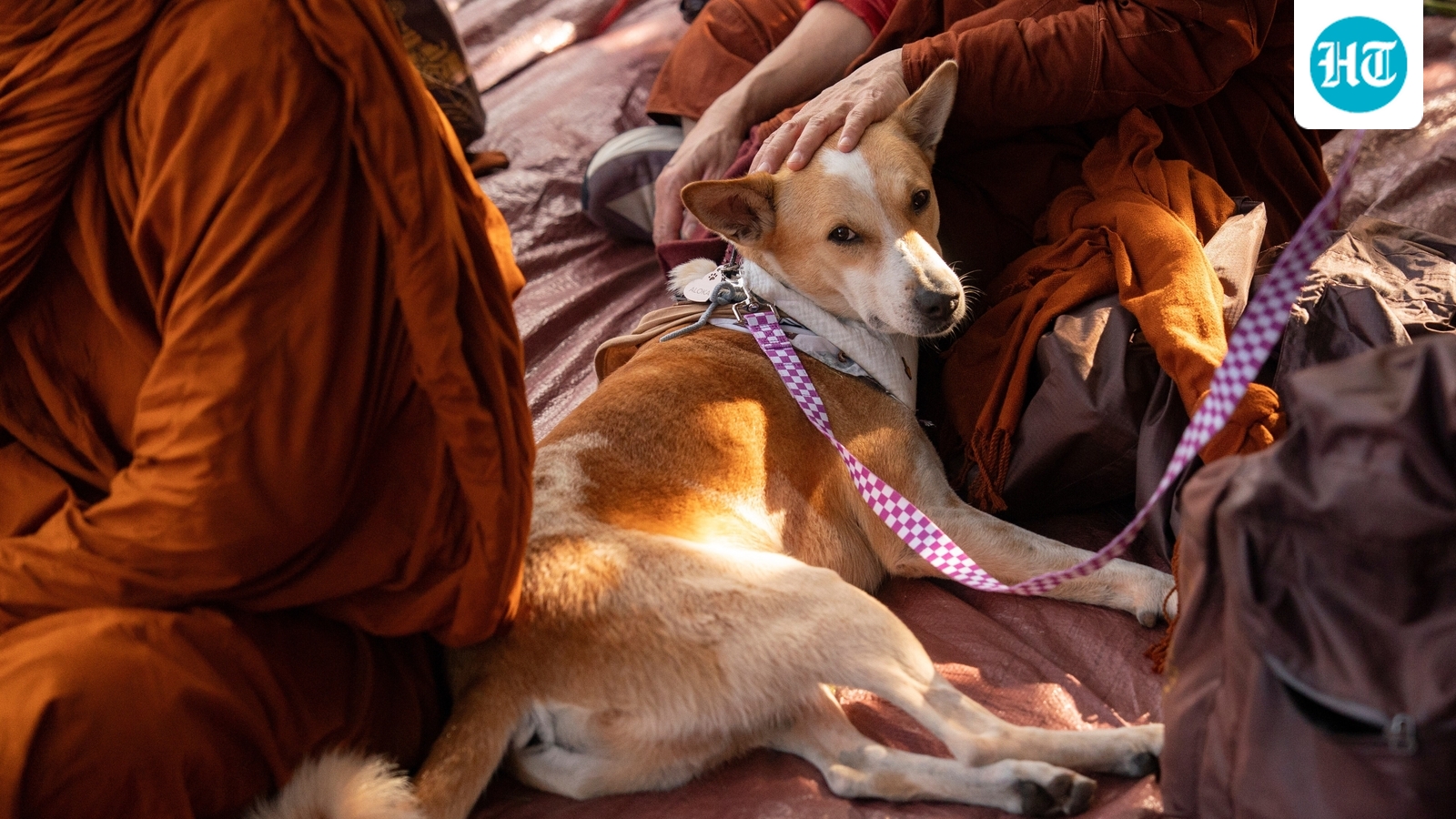 Where are the monks and Aloka the dog walking today? Walk for Peace route and live map