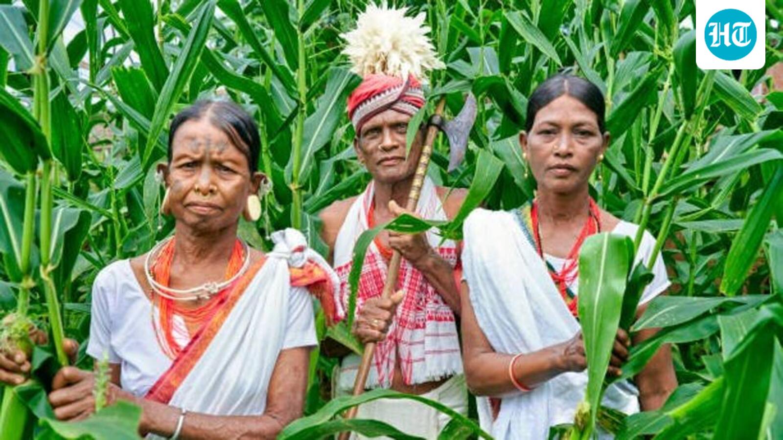 Half of Odisha’s most vulnerable tribals cut off from welfare schemes: CAG report