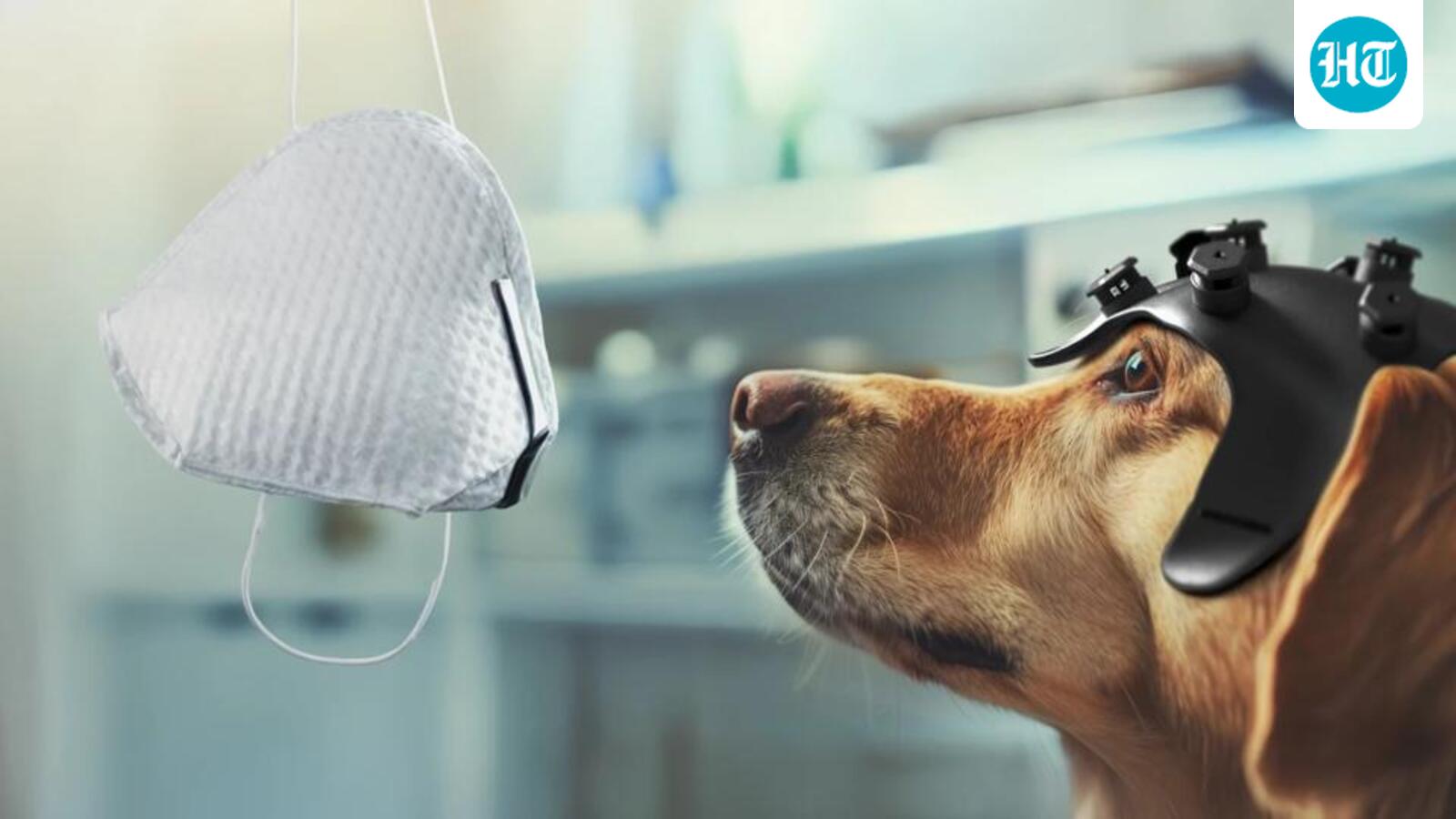 New role for man’s best friend: Detecting cancer