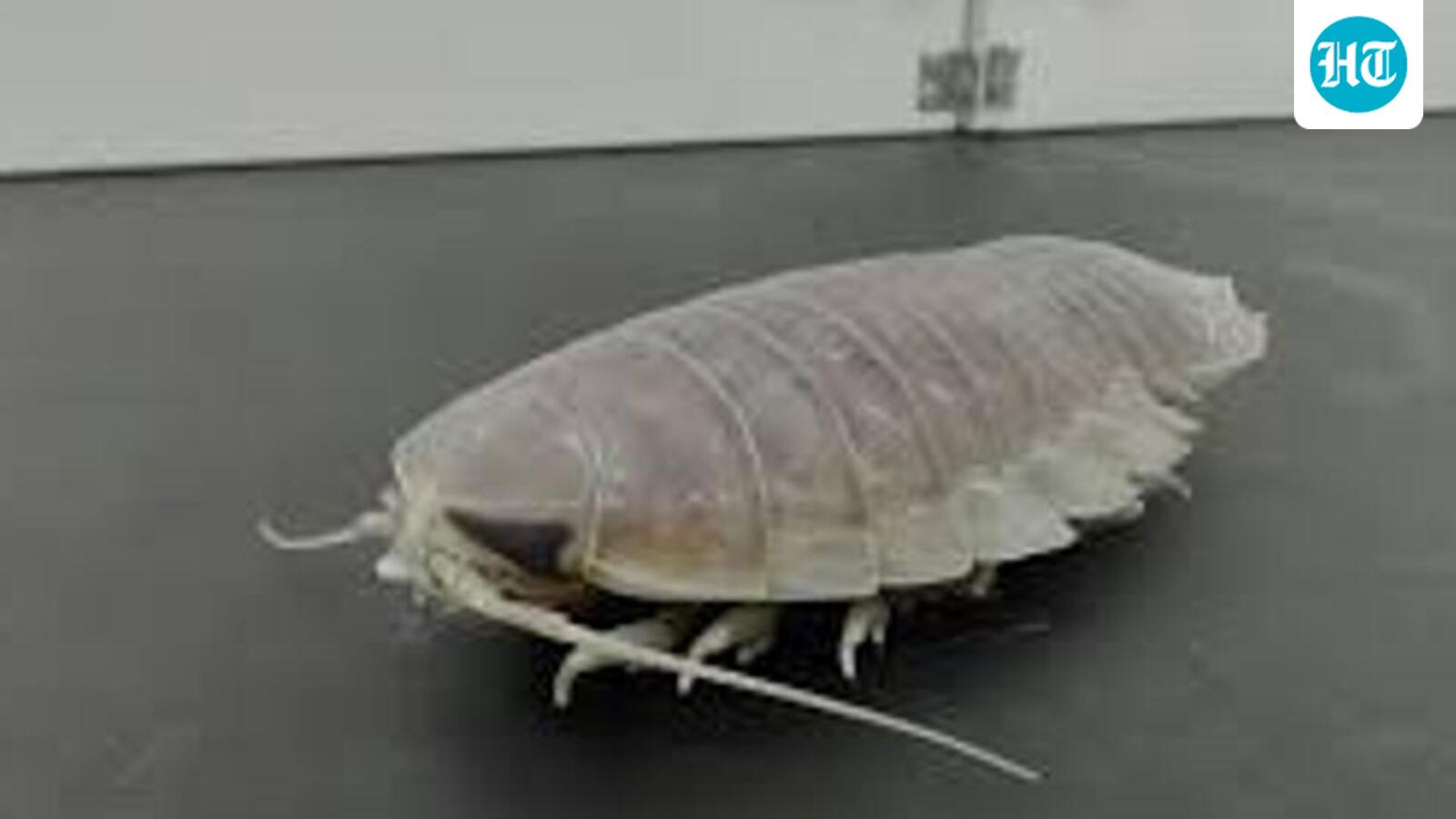 Scientifically Speaking: The animal that can survive five years without eating