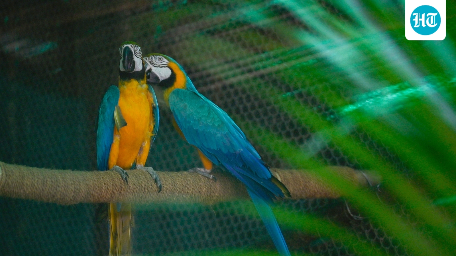 Looking for love: Delhi zoo seeks partners for its 20 wild singles