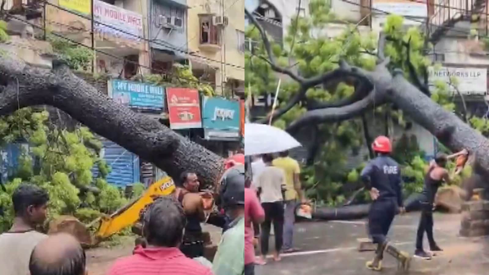 Biker crushed as massive tree falls on busy road amid heavy rain in Delhi's Kalkaji | Video