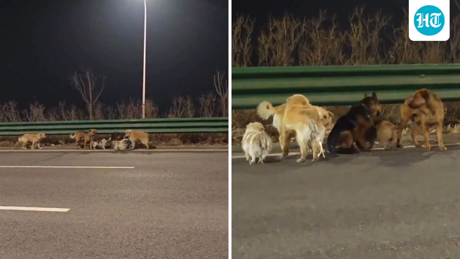 Seven dogs escape thieves, walk over 17 km back home in miraculous journey. Viral video