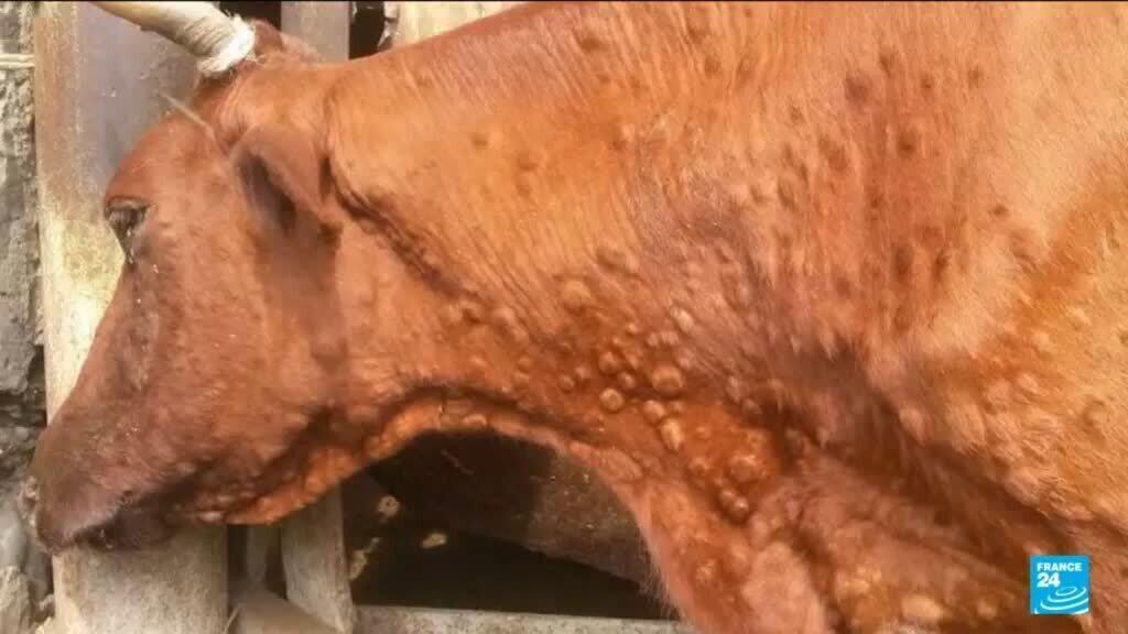 French farmers say sector is in crisis as they protest cattle cull