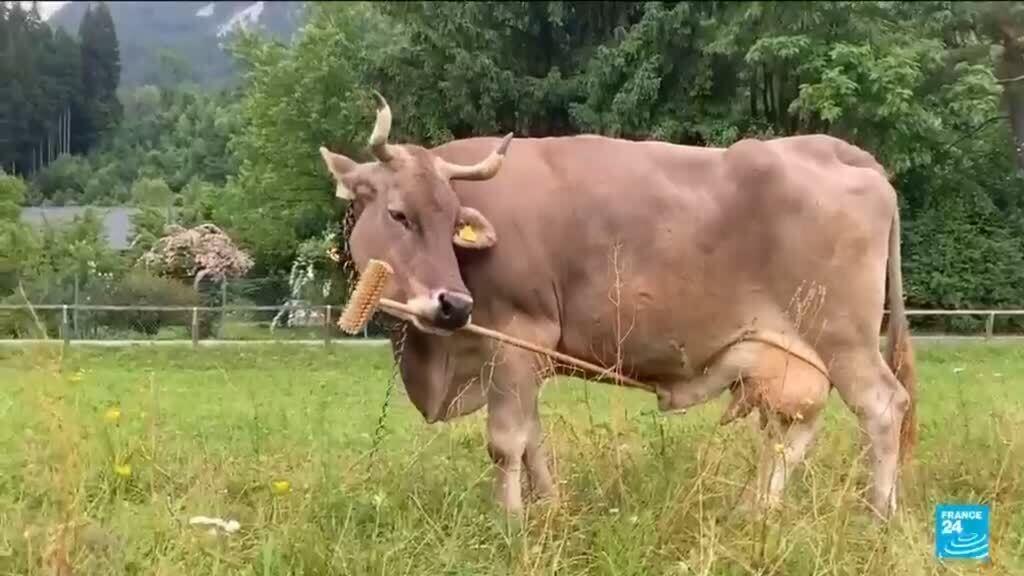 Tool-using cow shows skill not limited to humans and chimpanzees