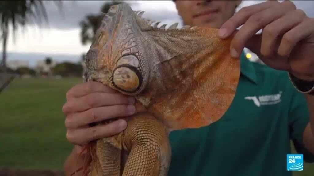 Iguanas fall from trees in Florida as icy weather bites southern US