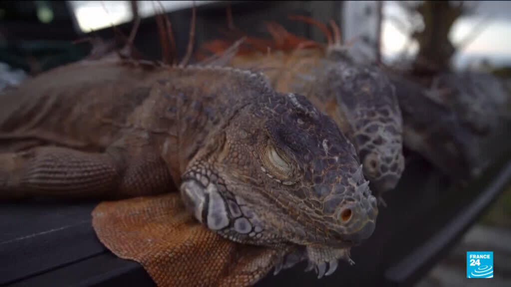Falling iguanas in Florida